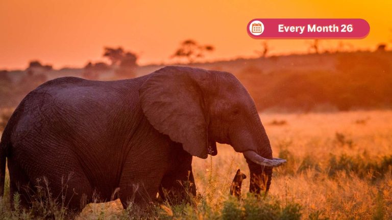 SOUTHAFRICA Tour Packages