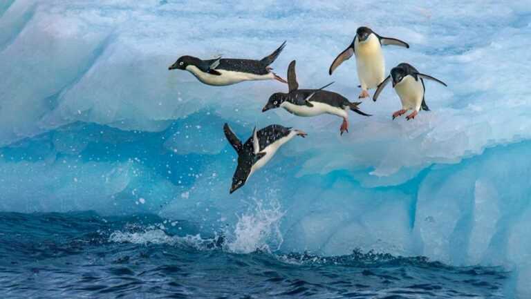 Antartica Tour Packages