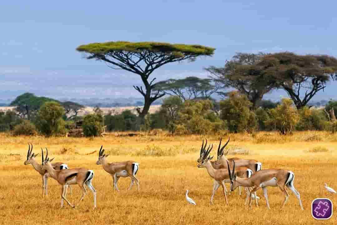 Kenya Tour Packages