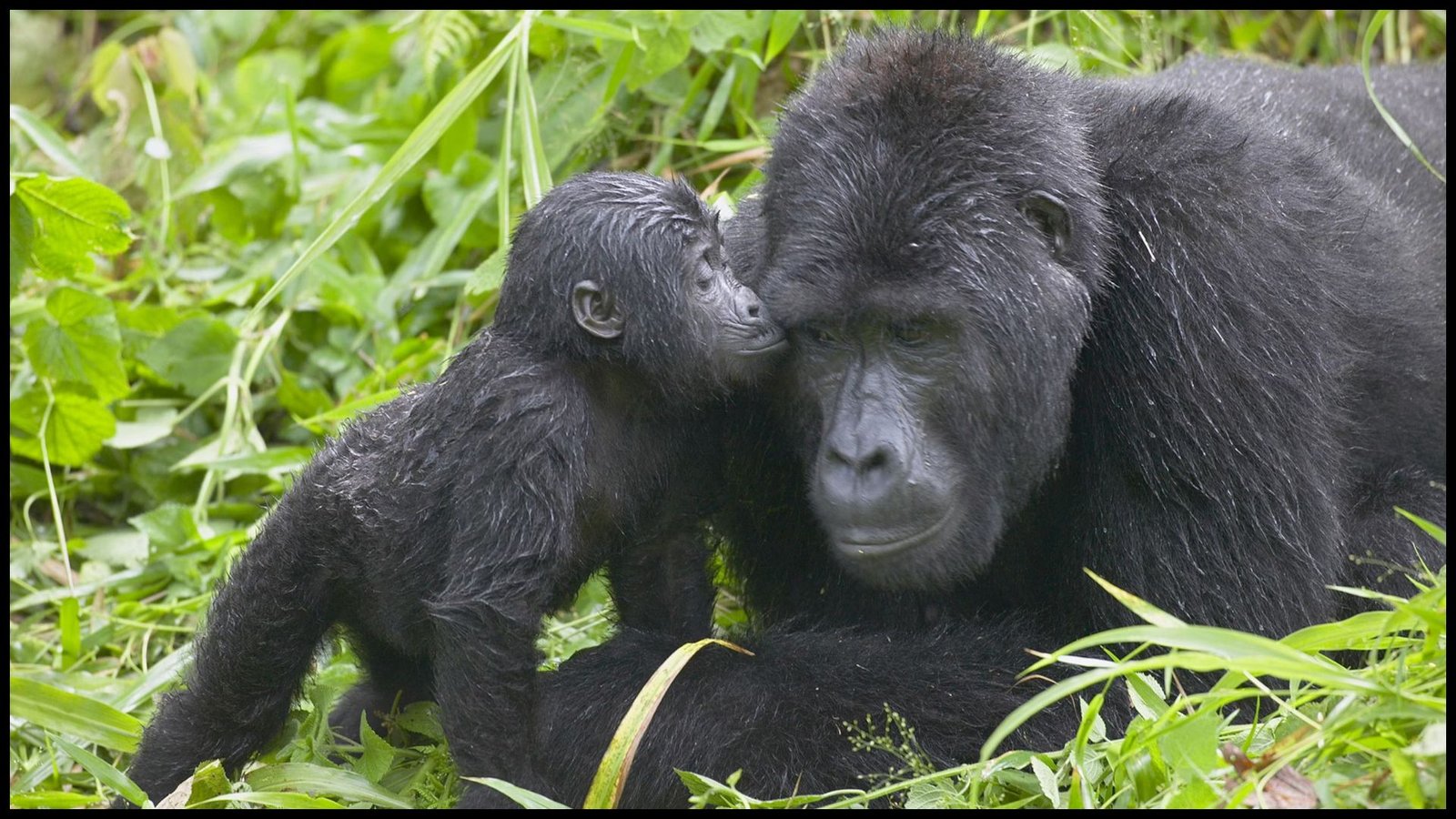 Uganda Rwanda tour packages