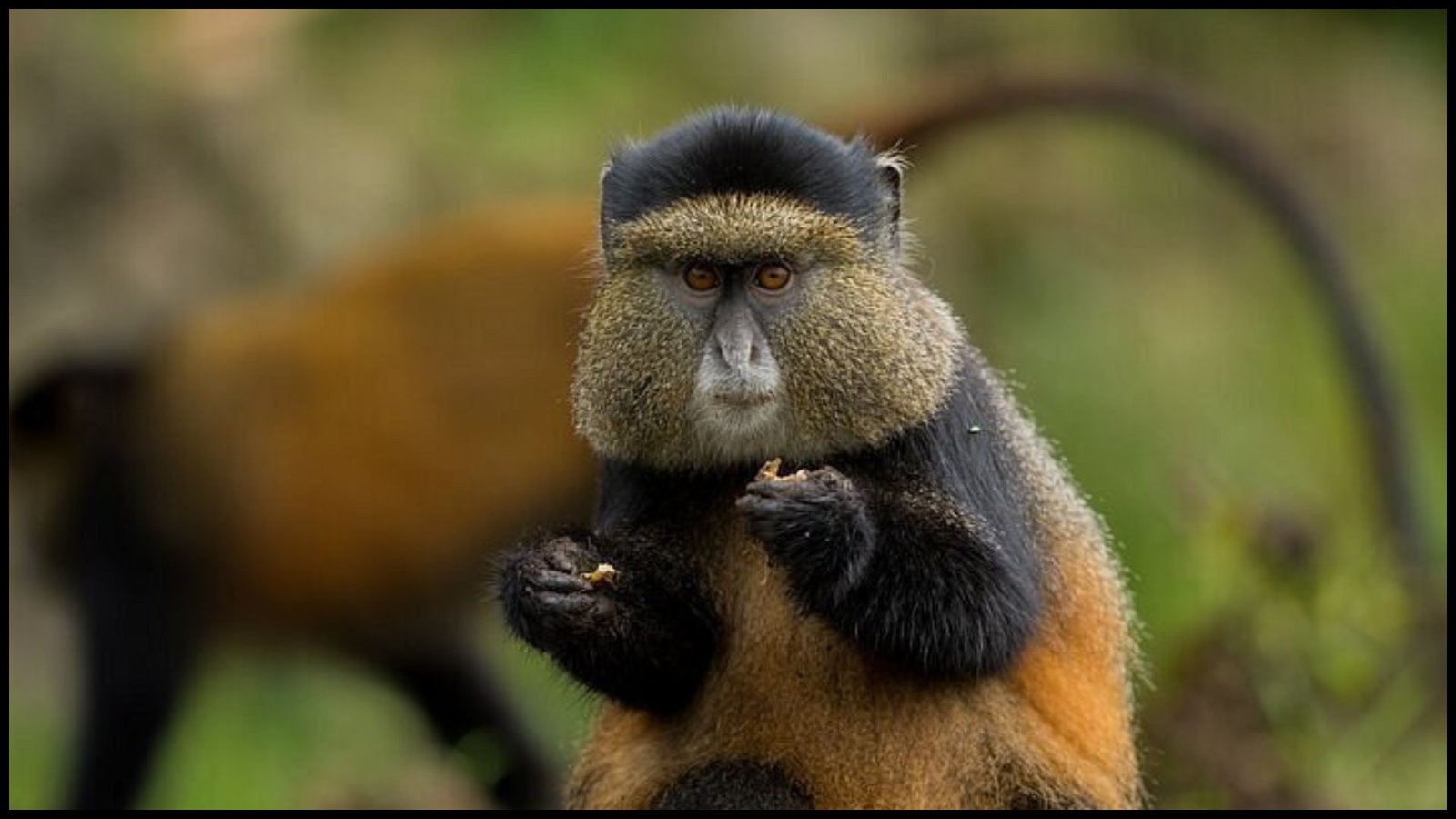 Uganda Rwanda tour packages