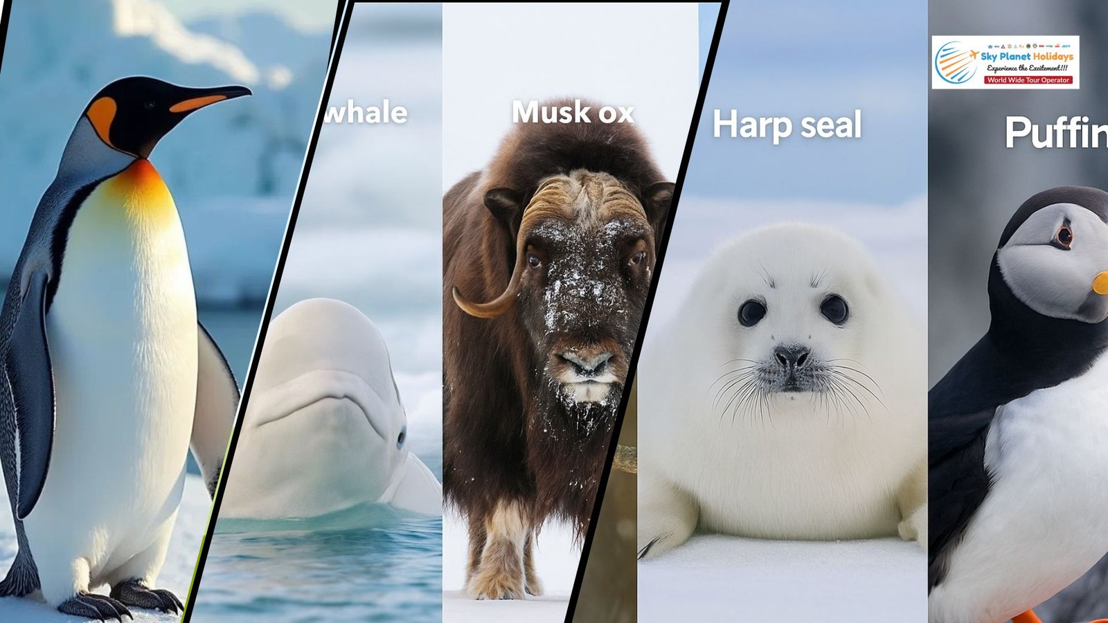 Antarctica Tour Packages