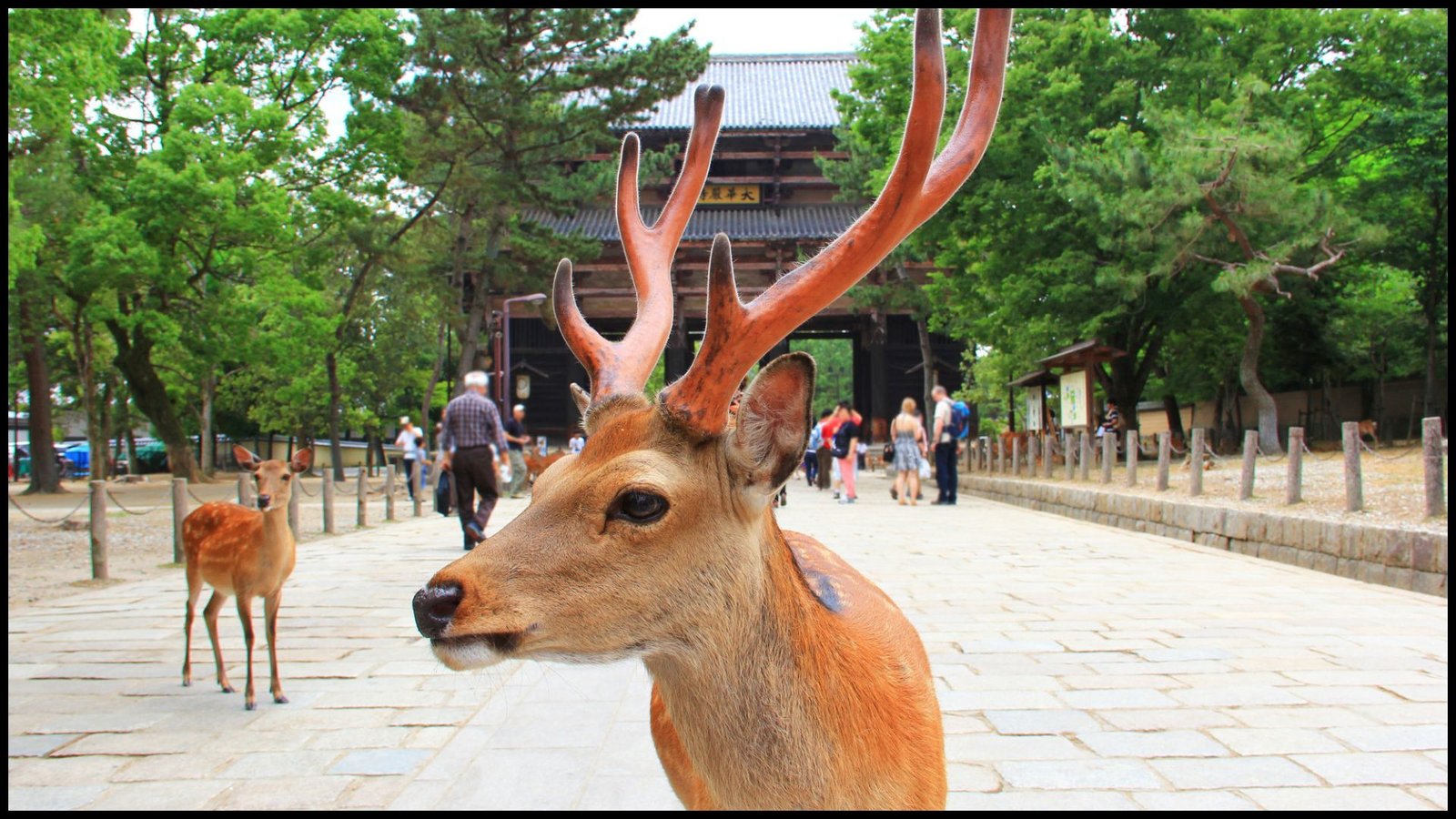 japan tour packages