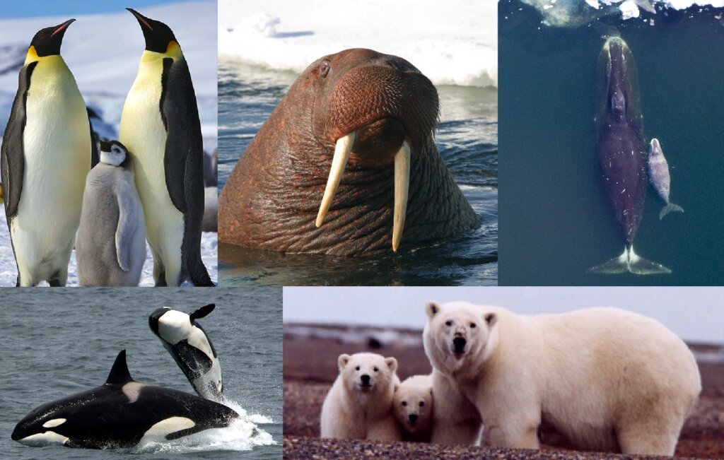 Antarctica Tour Packages