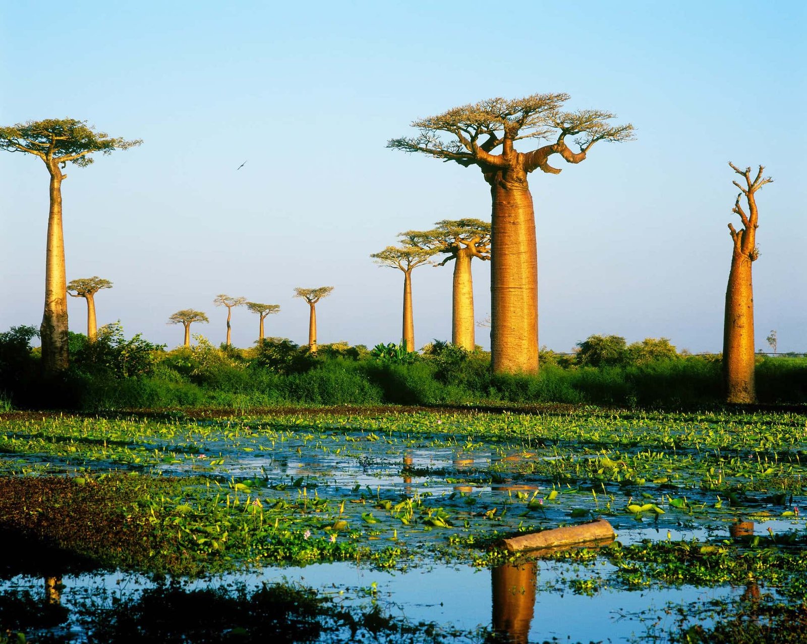 Madagascar Tour Packages