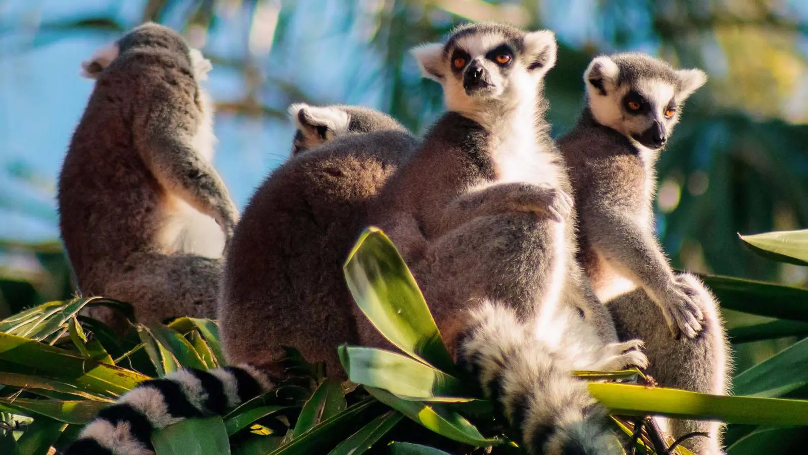 Madagascar Tour Packages