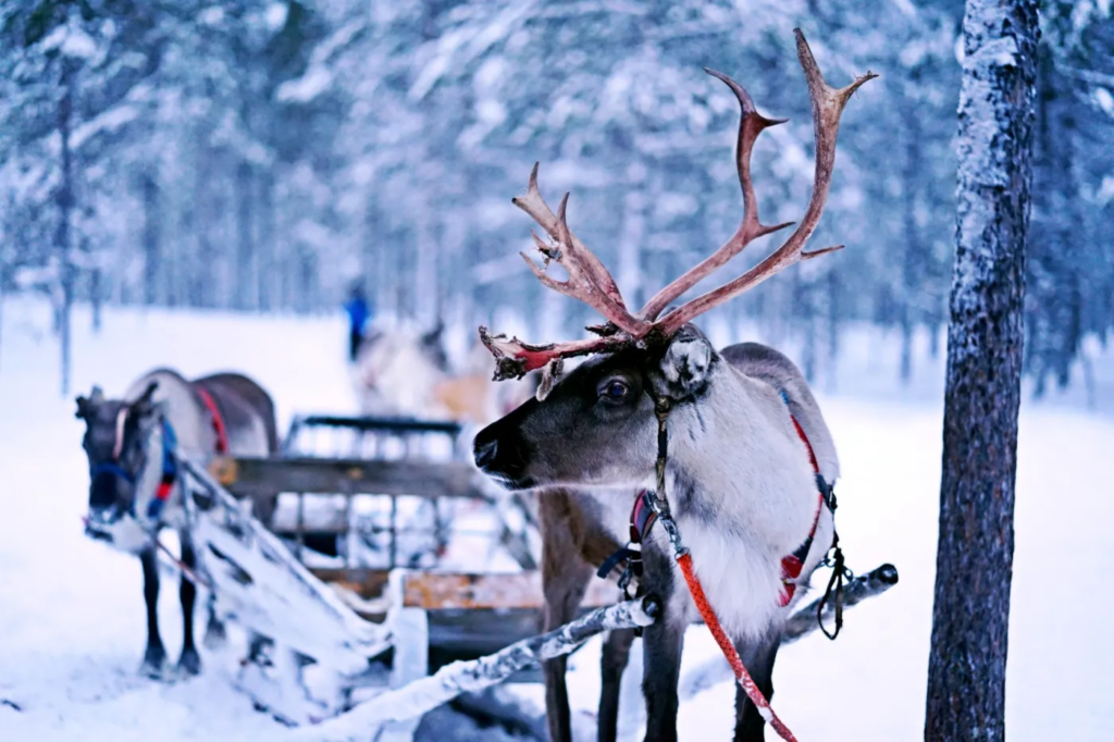 Northern Lights Tour Packages