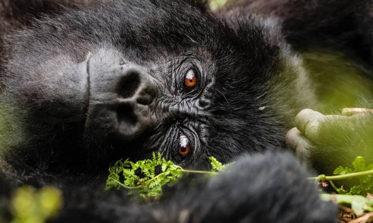 Uganda & Rwanda Tour Packages Wildlife Culture and Adventure